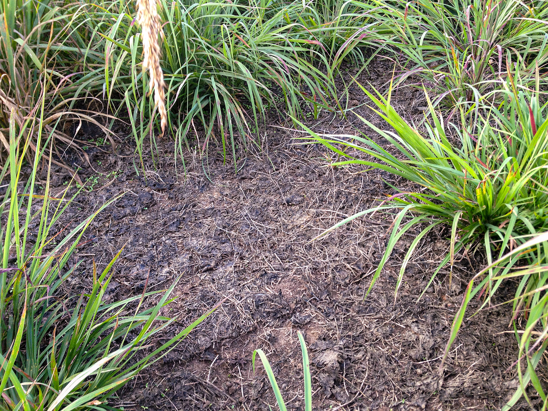 A small patch of exposed soil between green grassy plants. 
